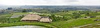 Panorama over een rijstvelden (sawa's) op bali