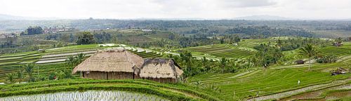 Panorama over een rijstvelden (sawa's) op bali