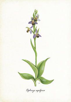 Bijenorchis