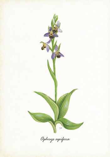 Bijenorchis