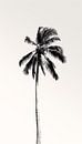 Minimalistische Zwart-Wit Palmboom Kunst by Surreal Media thumbnail