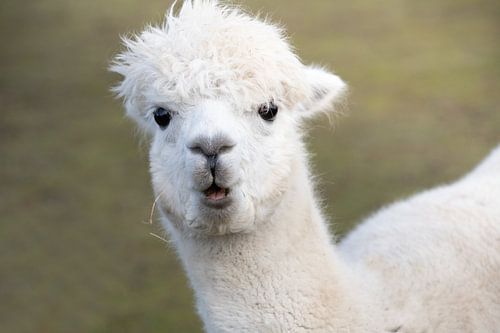 Surprise dans le règne animal