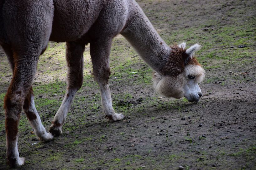 Alpaca van Corine Dekker