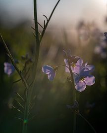 Light fall by Studio Liefkoos