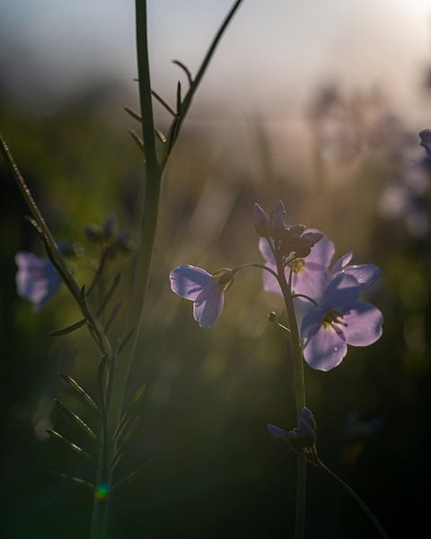 Light fall by Studio Liefkoos