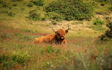 Schotse Hooglander in de duinen van Schoorl van Eefje John