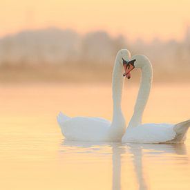 Swan love by Remco Stunnenberg