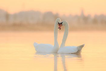 Schwäne lieben