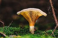 Sprookjesachtige paddenstoel in het herfstbos van MindScape Photography thumbnail