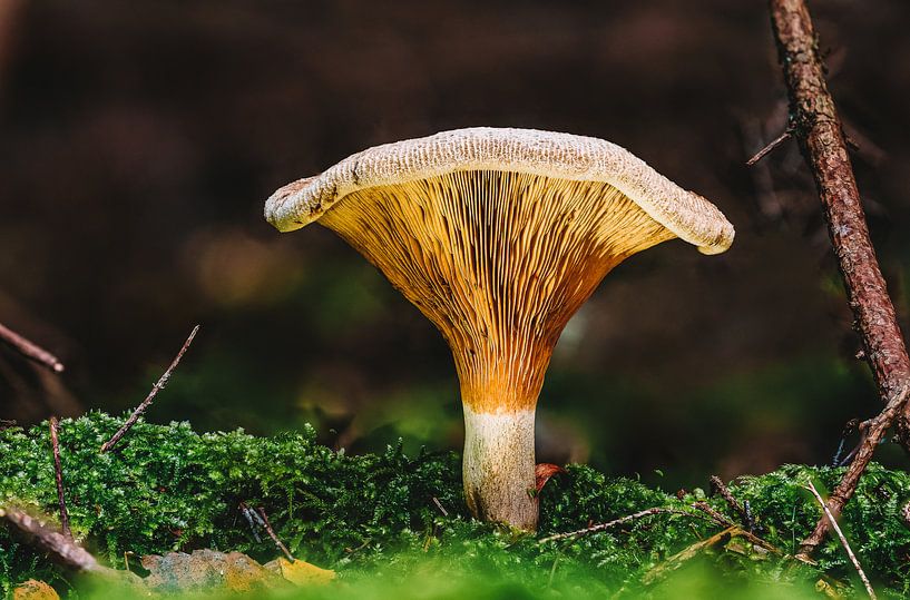 Sprookjesachtige paddenstoel in het herfstbos van MindScape Photography