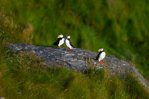 Papageientaucher auf einem Felsen auf Runde