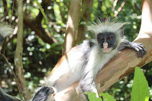 Zanzibar franje aap en Colobus apen