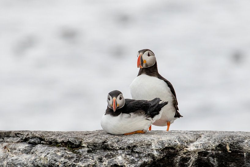Macareux moines (Fratercula arctica) par Tanja van Beuningen