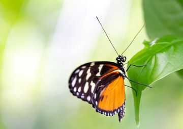 Oranje zwarte vlinder van Gabrielle van der Hel