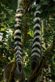 Deux queues pendent d'une branche sur laquelle sont perchés deux lémuriens à queue annelée (') au zoo Wildlands d'Emmen, aux Pays-Bas