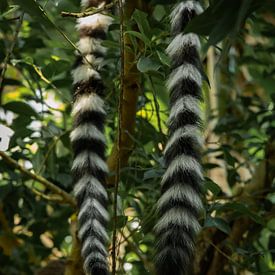 Deux queues pendent d'une branche sur laquelle sont perchés deux lémuriens à queue annelée (') au zoo Wildlands d'Emmen, aux Pays-Bas sur Koen Lipman