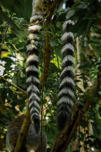 Deux queues pendent d'une branche sur laquelle sont perchés deux lémuriens à queue annelée (') au zoo Wildlands d'Emmen, aux Pays-Bas