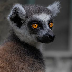 Ring-tailed lemur beautiful eyes . This photographed at Bali zoo. by Claudia De Vries