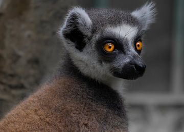Ringstaartmaki mooie ogen . Deze gefotografeerd in Bali zoo. van Claudia De Vries