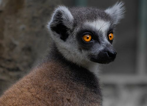 Ringstaartmaki mooie ogen . Deze gefotografeerd in Bali zoo.