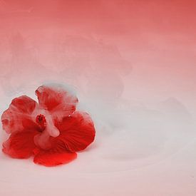 Fleur d'hibiscus de rêve, ambiance printanière. sur Saskia Dingemans Awarded Photographer