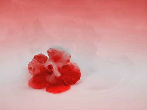 Verträumte Hibiskusblüte, Frühlingsstimmung. von Saskia Dingemans Awarded Photographer