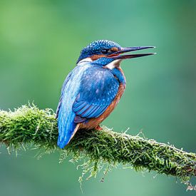 IJsvogel van Judith Borremans Natuurfotografie