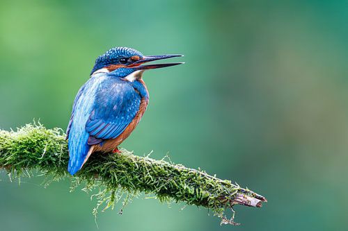IJsvogel van Judith Borremans Natuurfotografie
