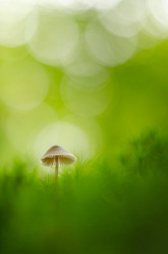 Dreamy autumn atmospheres