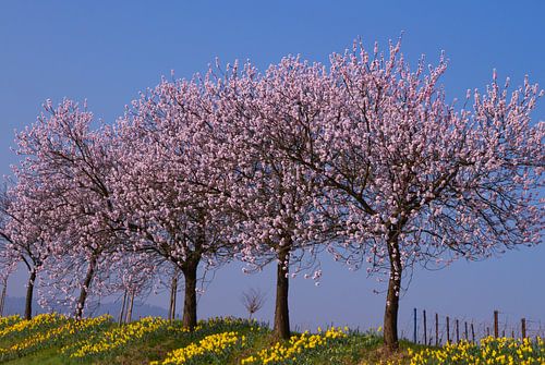 Mandelbäume in der Südpfalz