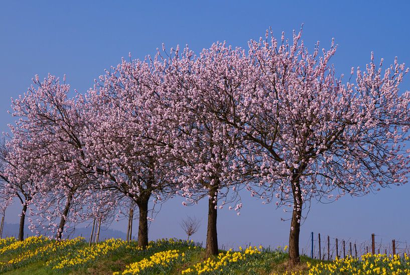 Mandelbäume in der Südpfalz von Ursula Di Chito