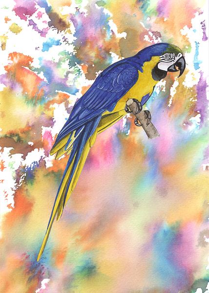 Blue yellow macaw by Jasper de Ruiter
