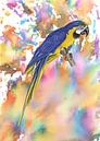 Blue yellow macaw by Jasper de Ruiter thumbnail