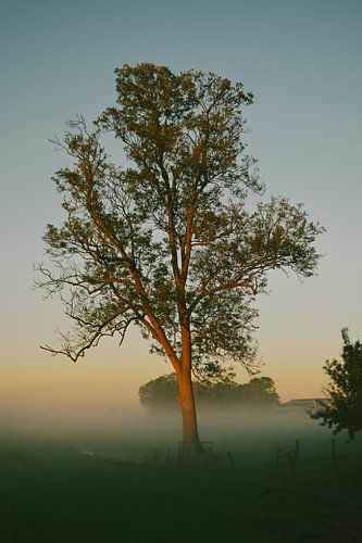 Tree catches first light in foggy landscape