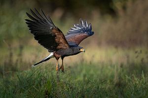 Foeragerende woestijnbuizerd van Freddy Van den Buijs