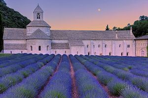 Sonnenaufgang mit Lavendel in der Abtei Sénanque, Frankreich