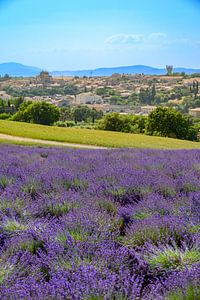 Blick auf Valensole mit blühendem Lavendel in der Provence