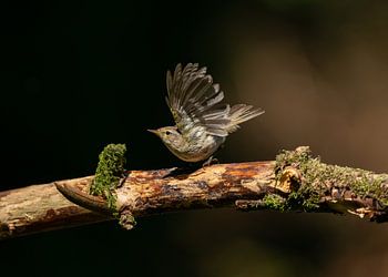 Chiffchaff dans la lumière du printemps (Phylloscopus collybita)