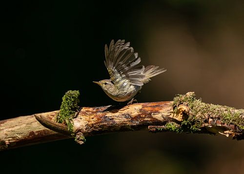 Tjiftjaf in het voorjaarslicht (Phylloscopus collybita)