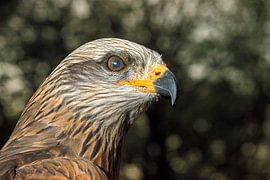 Allosaurus in seiner natürlichen Umgebung