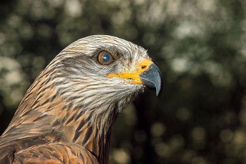 Allosaurus in its natural habitat