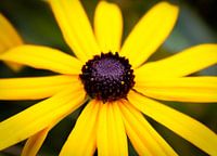 Yellow flower