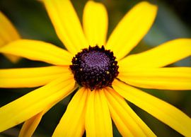 Yellow flower by Sharona de Wolf