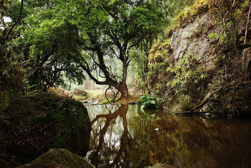 mirroring tree par Meleah Fotografie