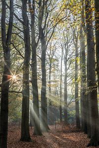 Zonnestralen bos, Lage Vuursche! van Peter Haastrecht, van