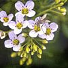 Kräutergarten - Brunnenkresse mit Mücke von Christine Nöhmeier