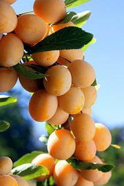 Mirabelle plum harvest in Baden by Rüdiger Rebmann