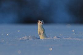 Ermine (Mustela erminea) in winter Germany by Frank Fichtmüller