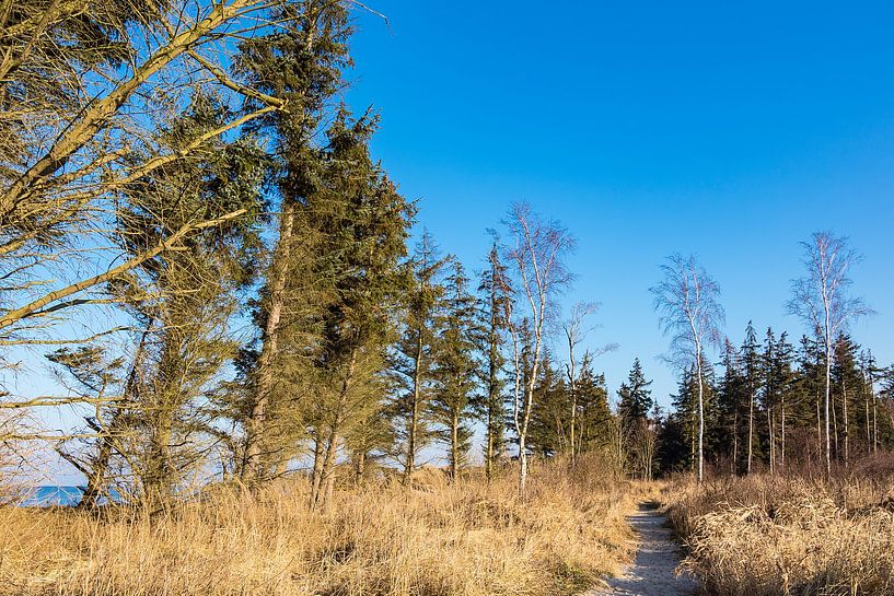 Strand an der Ostseeküste bei Graal Müritz von Rico Ködder