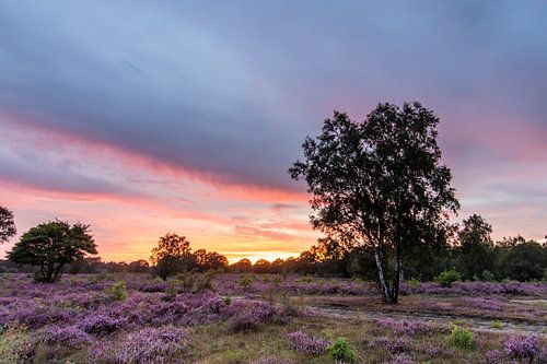 Zonsondergang op de paarse heidevelden!